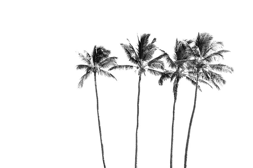 Four Palms B+W