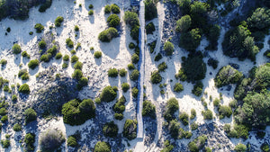 Boardwalk Above