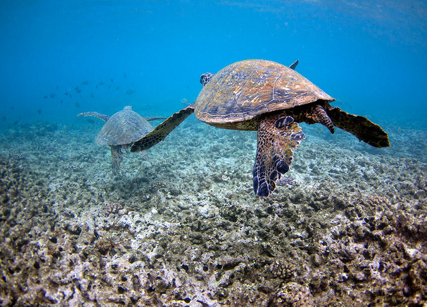 Honu