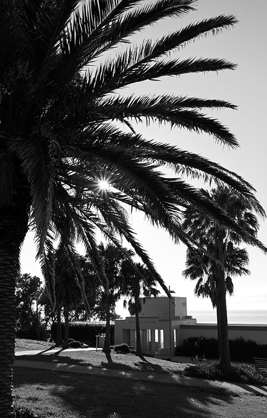 Oak Sun Palm II BW