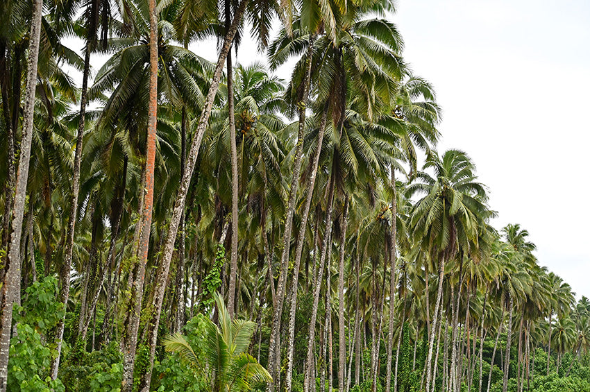 Palm Wall