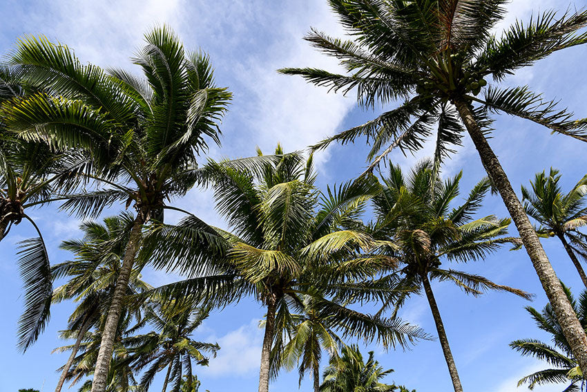 Sky palms