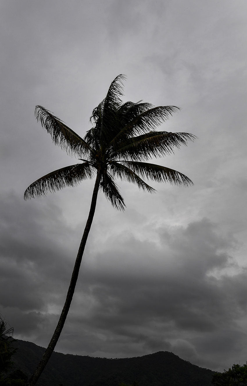 Cloudy Palm