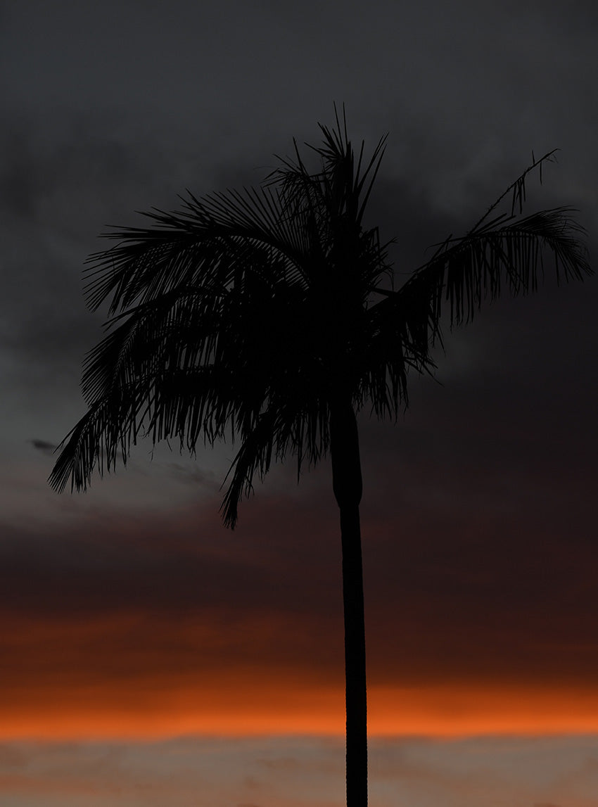 Sunrise Palm