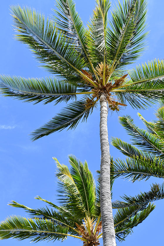 Blue Sky Palm