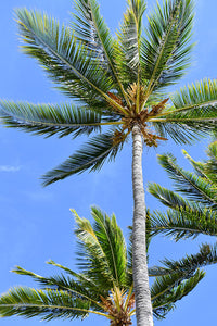 Blue Sky Palm