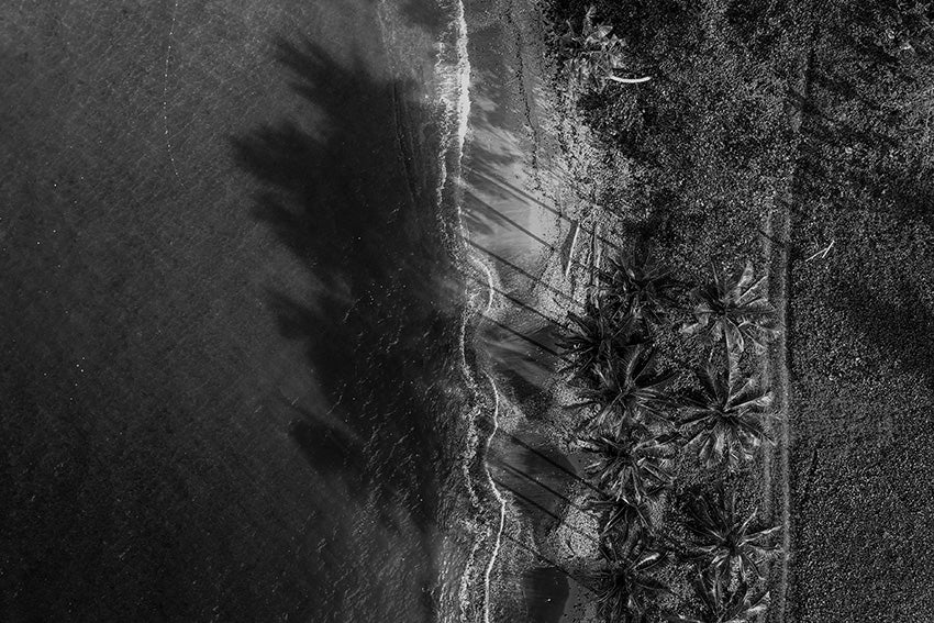 Shadow Palms BW